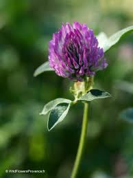 Attēlu rezultāti vaicājumam “Trifolium pratense flower”