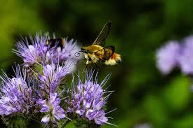 Attēlu rezultāti vaicājumam “Melanchra persicariae larva”