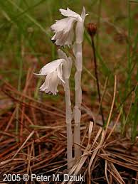 Attēlu rezultāti vaicājumam “Plantago uniflora flower”