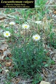 Attēlu rezultāti vaicājumam “Leucanthemum vulgare”