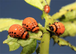 Attēlu rezultāti vaicājumam “Leptinotarsa decemlineata”