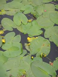 Attēlu rezultāti vaicājumam “Nuphar lutea”