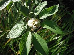 Attēlu rezultāti vaicājumam “Cornus sericea fruit”