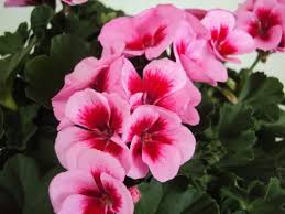 Attēlu rezultāti vaicājumam “Calliergon megalophyllum”