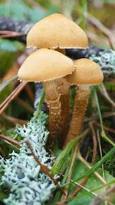 Attēlu rezultāti vaicājumam “Cystoderma amianthinum”