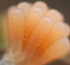 Attēlu rezultāti vaicājumam “Siphoptychium violaceum young”