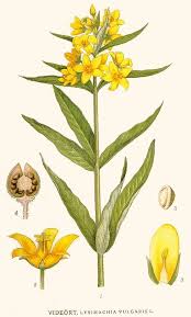 Attēlu rezultāti vaicājumam “Lysimachia vulgaris”