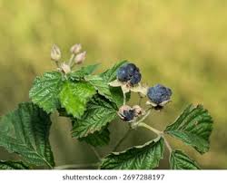 Attēlu rezultāti vaicājumam “Rubus caesius fruit”