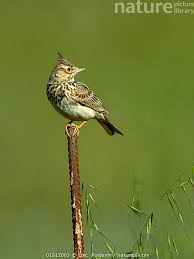 Attēlu rezultāti vaicājumam “Galerida cristata”