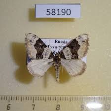 Attēlu rezultāti vaicājumam “Cosmorhoe ocellata”