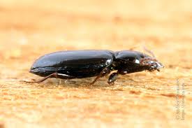 Attēlu rezultāti vaicājumam “Tachyta nana”