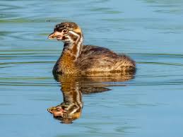 Image result for Podilymbus podiceps