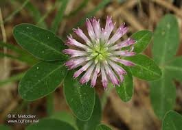 Attēlu rezultāti vaicājumam “Trifolium medium”