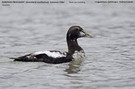 Attēlu rezultāti vaicājumam “Somateria mollissima”