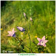 Image result for Campanula patula