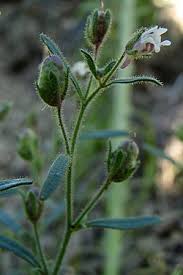 Attēlu rezultāti vaicājumam “Microrrhinum minus leaf”
