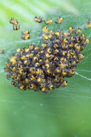 Attēlu rezultāti vaicājumam “Araneus diadematus eggs”
