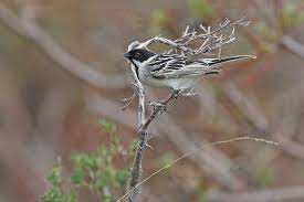 Image result for Emberiza pallasi