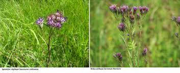 Attēlu rezultāti vaicājumam “Saussurea esthonica flower”
