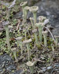 Attēlu rezultāti vaicājumam “Cladonia botrytes”