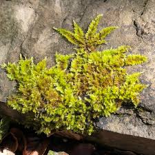 Attēlu rezultāti vaicājumam “Homalothecium sericeum”