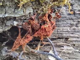 Attēlu rezultāti vaicājumam “Metatrichia vesparia spores”