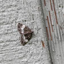 Attēlu rezultāti vaicājumam “Spargania luctuata”