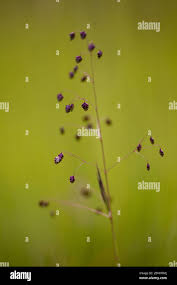 Attēlu rezultāti vaicājumam “Briza media bud”