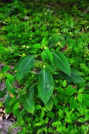 Attēlu rezultāti vaicājumam “Impatiens parviflora leaf”