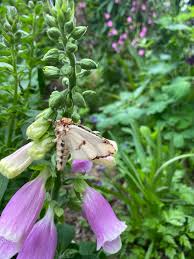 Attēlu rezultāti vaicājumam “Phalera bucephala imago”