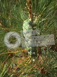Attēlu rezultāti vaicājumam “Pinus peuce”