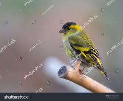 Attēlu rezultāti vaicājumam “Carduelis spinus”