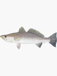 Image result for Cynoscion nebulosus