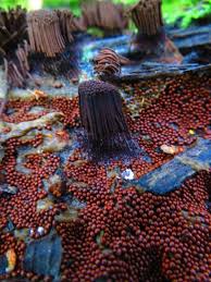 Attēlu rezultāti vaicājumam “Stemonitis flavogenita spores”