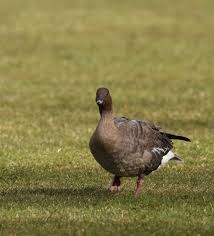 Image result for Anser brachyrhynchus