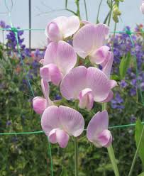 Attēlu rezultāti vaicājumam “Lathyrus latifolius”