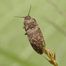 Attēlu rezultāti vaicājumam “Agrypnus murinus”