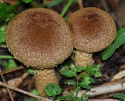 Attēlu rezultāti vaicājumam “Psathyrella lacrymabunda”