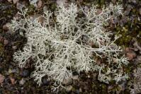 Attēlu rezultāti vaicājumam “Cladonia mitis”