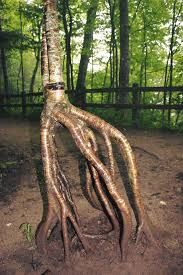 Attēlu rezultāti vaicājumam “Betula alleghaniensis”