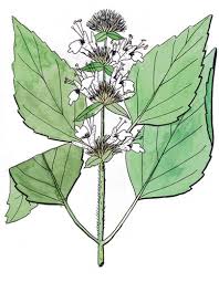 Attēlu rezultāti vaicājumam “Betula humilis male flower”