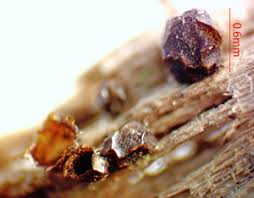 Attēlu rezultāti vaicājumam “Licea testudinacea sessile”