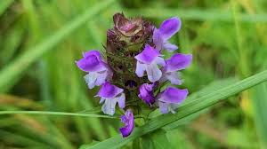 Attēlu rezultāti vaicājumam “Prunella vulgaris flower”