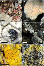 Attēlu rezultāti vaicājumam “Lichenoconium xanthoriae”