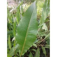 Attēlu rezultāti vaicājumam “Rumex hydrolapathum fruit”