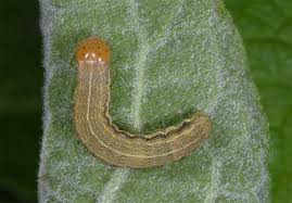 Attēlu rezultāti vaicājumam “Orthosia opima”