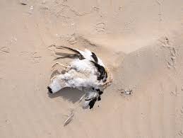 Attēlu rezultāti vaicājumam “Tadorna tadorna juvenile”