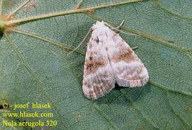 Attēlu rezultāti vaicājumam “Nola aerugula”