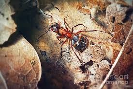 Attēlu rezultāti vaicājumam “Formica rufa”