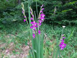 Attēlu rezultāti vaicājumam “Gladiolus imbricatus”